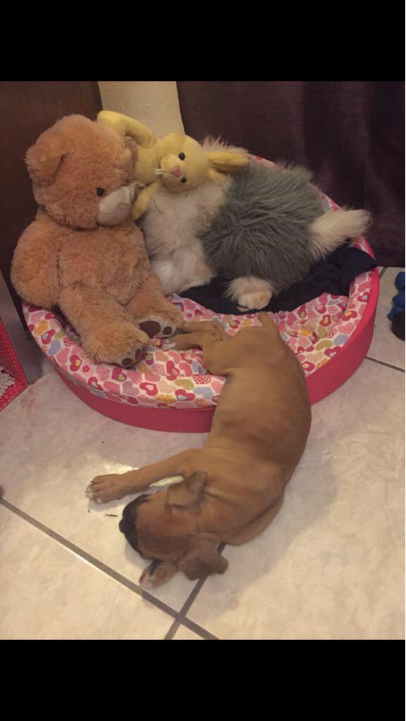 lizamcastro's tweet photo. Mi cachorrito pequeñito ❤️ https://t.co/NyEIuULu9t