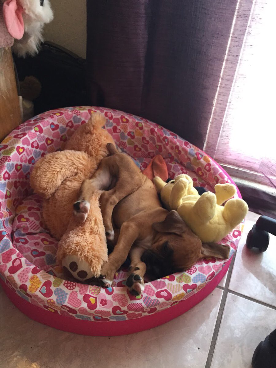 lizamcastro's tweet photo. Mi cachorrito pequeñito ❤️ https://t.co/NyEIuULu9t