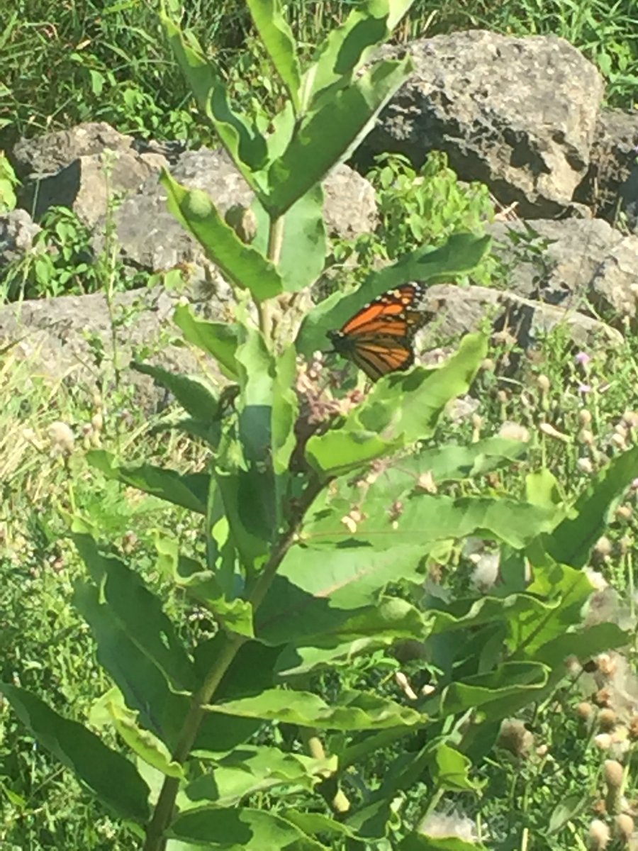 Can’t think of a better omen for my #Botany2018 talk tomorrow than to come across my two favs today!  Hope some of you can join me at 3pm tomorrow to learn more about #milkweed clonality and functional traits, with a quick peek at how functionally similar these clones might be.