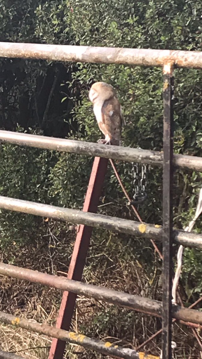 DavidArthan's tweet photo. Out for a stroll tonight and came across this super barn owl 🦉 having a nap. The new nesting box is working ! A great sight. ⁦@BarnOwlTrust⁩ #Shropshire #conservation https://t.co/FBSU0xWcoy