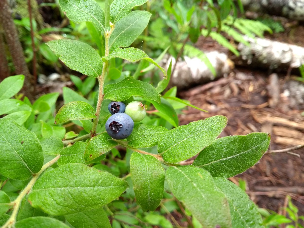 EcologyAction's tweet photo. #Reconn hike at Blue Mnt-Birch Cove: EAC staff Karen McKendry saw (1) a Maritime Garter Snake, (2) heard a Common Nighthawk, and (3) ate a (wild) blueberry. Thanks, #nature! Join her on one of Sunday's hikes, explore the area's biodiversity. Register: https://t.co/t1glYQQ5B3 https://t.co/CNWzPGVx9o