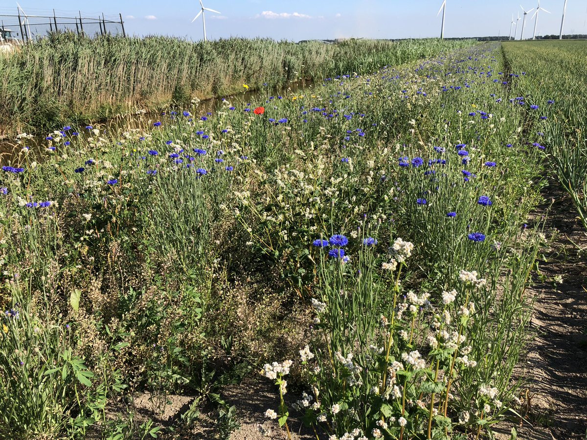 BNFlevoland's tweet photo. Veel korenbloemen en boekweit in deze #akkerrand #bufferstrook voor Schoner water Flevoland @Zuiderzeeland. https://t.co/AF15f720kX