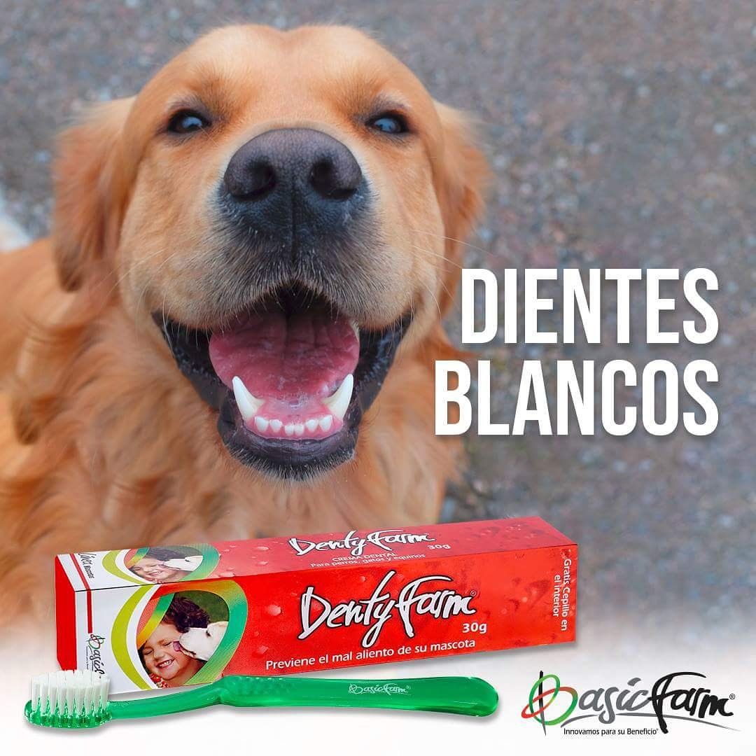 Vitalpetclinica's tweet photo. Dentyfarm crema dental para perros y gatos a base de clrhexidina digluconato. Contiene aloe  vera, posee un agradable sabor que facilita la aceptación de parte de la mascota #basicfarm #gatos #perros #guayaquil #petshop https://t.co/vSKxAUHGXj