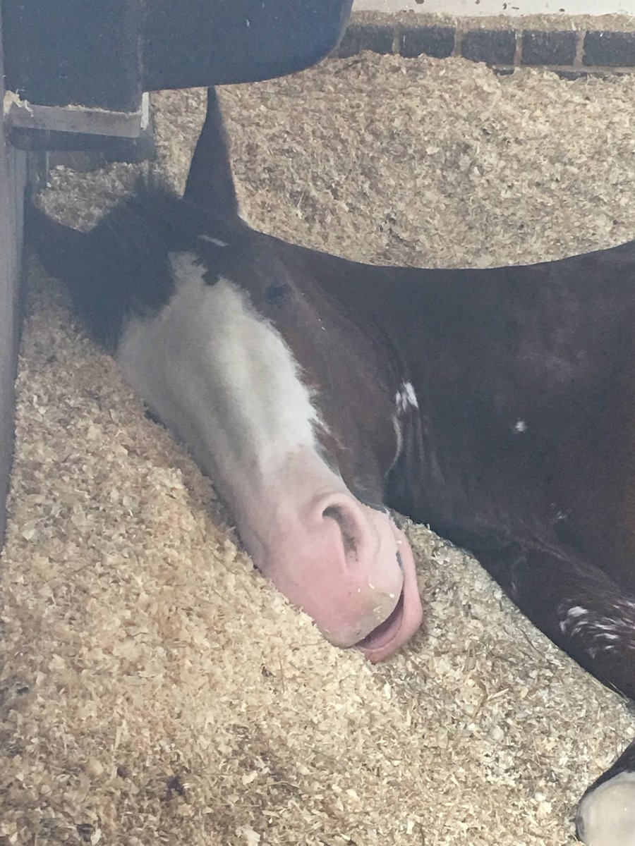 I think ⁦@MerPolMounted⁩ survived my #backtothefloor visit today. Fantastic professional team doing an amazing job, special thanks to Steve & Becks, my teachers for the day. Even the horses seemed to enjoy it 😉