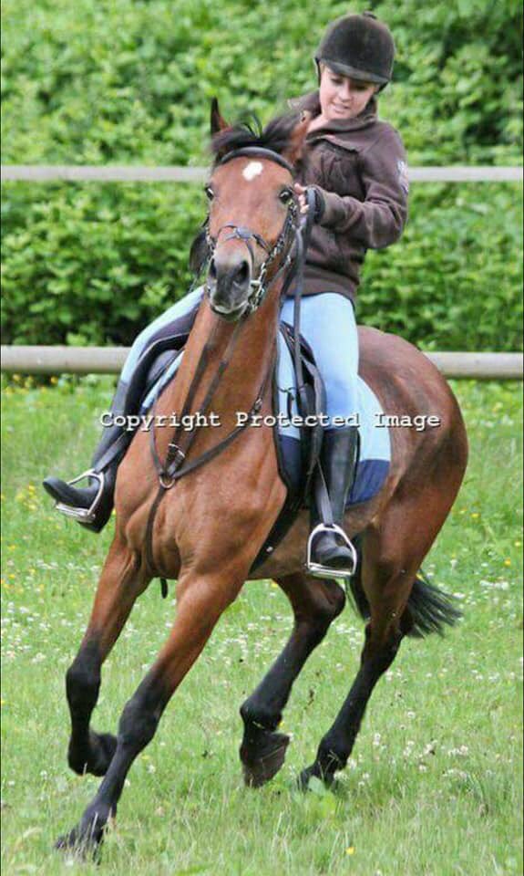 Stolen&Missing Pets tweet media