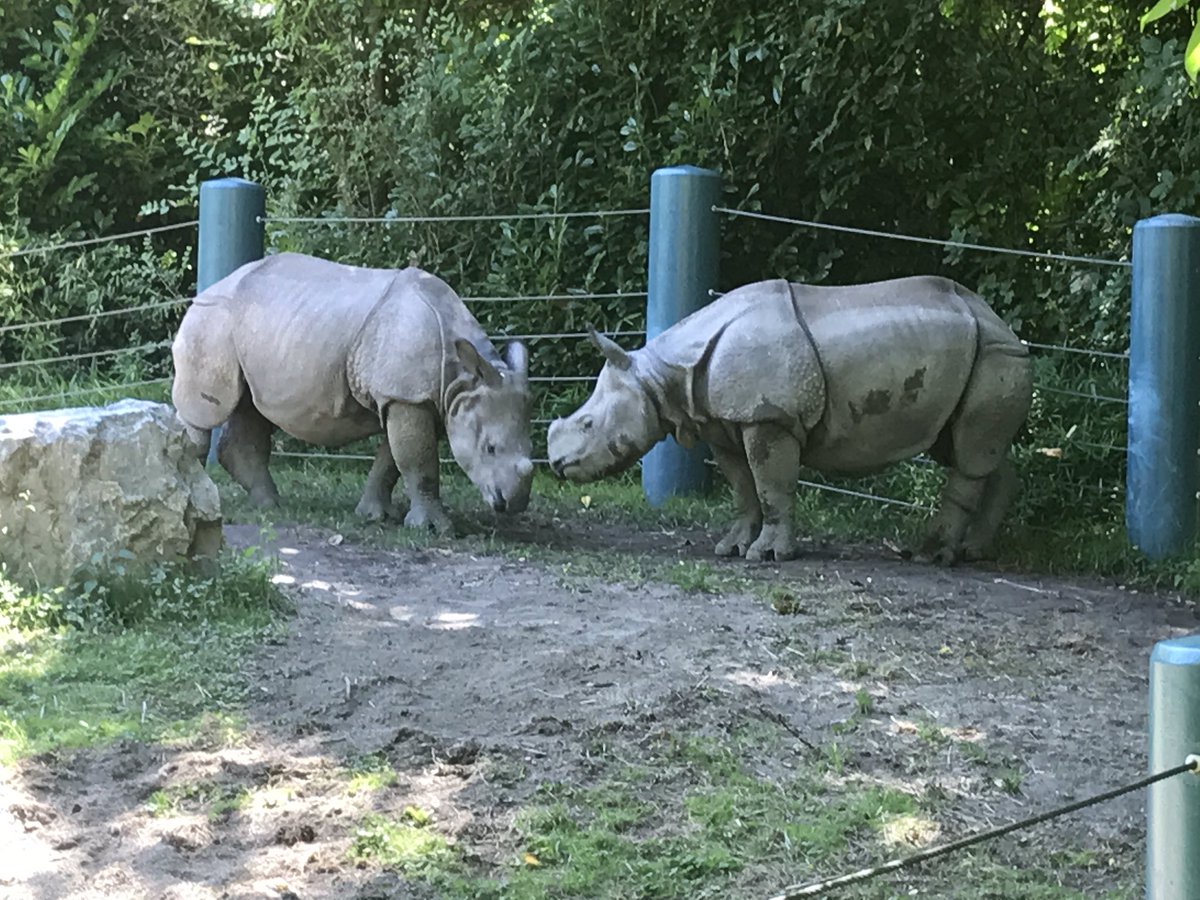 alysecato's tweet photo. Checking out Taj and Glenn at the #rhinolookout at @woodlandparkzoo https://t.co/1mCStdc3ox