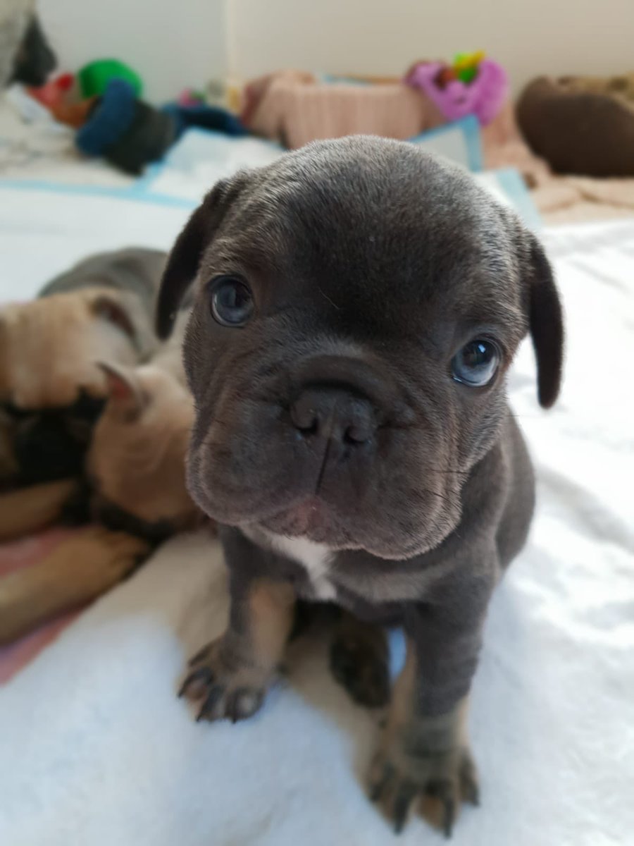 James Bond is looking for his furever home if you’re interested in James please follow link pets4homes.co.uk/classifieds/19… #frenchiepuppy #frenchbulldog #puppydog #pups