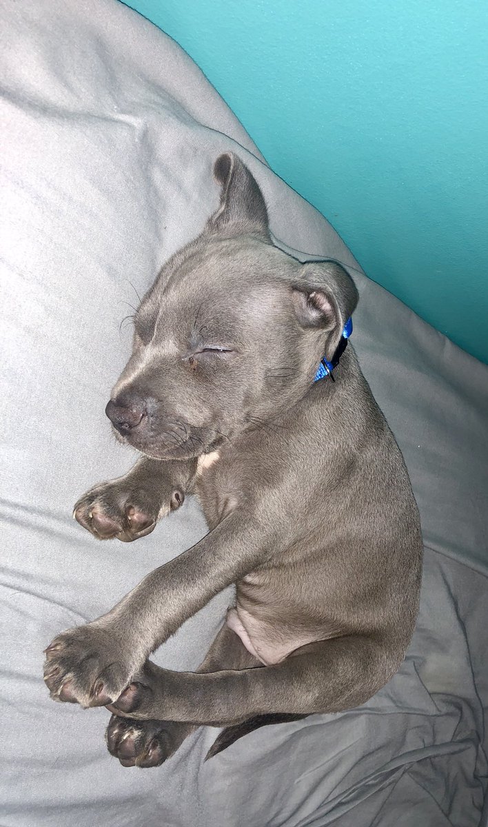 Savouriee's tweet photo. Nico is 100000000% twitter worthy. https://t.co/iG7CwUcuKZ