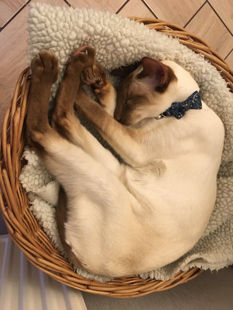 Diablo_Siamese's tweet photo. #handsomedevil has eaten something that doesn’t agree with him and been sick this is the first time ever (of course onto wooden furniture that is ruined) he’s currently sleeping it off 🙀#dramaoutofacrisis #needstomanup #catsofinstagram #CatsofTwitter https://t.co/MxzGDMDEry