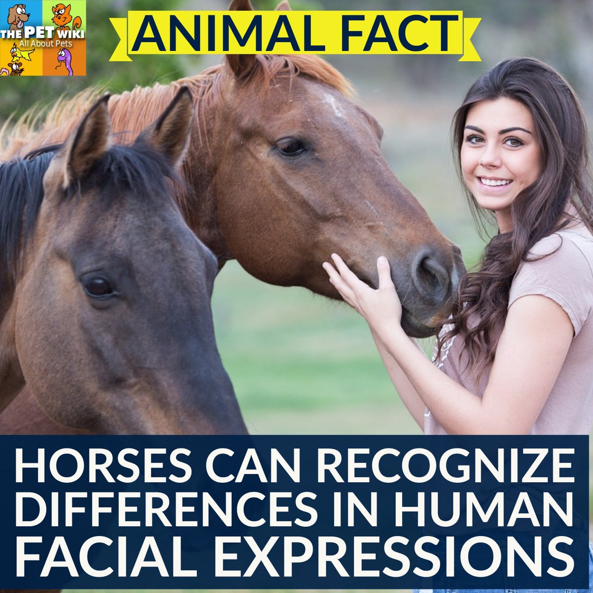 ThePetWiki's tweet photo. Animal Fact of the Day: horses recognize human facial expressions. More on the research: https://t.co/wA7SdZtgbL https://t.co/mA384m3B7J