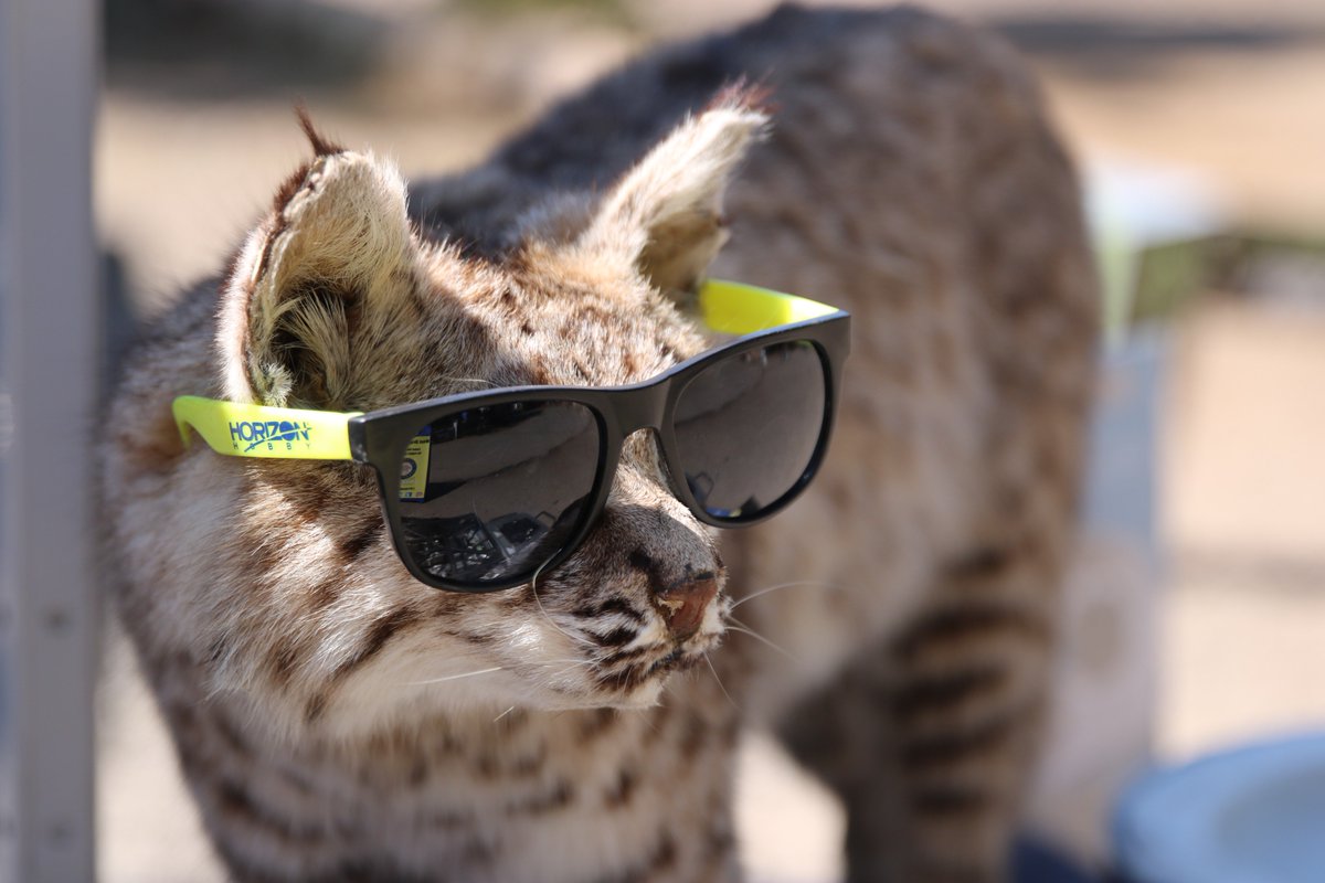 Horizon_Hobby's tweet image. Fact: No matter how cool you think you are, you will never be as cool as a cat wearing #HorizonHobby shades at #AxialFest.
-
#MeowMode