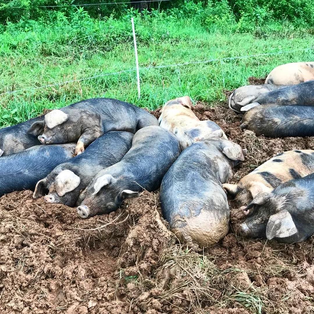4PFoods's tweet photo. We may not be excited about another rainy week ahead, but the pigs sure are! Pictured: #PasturedPigs at @WhiffletreeFarm a 4Ps farm partner in Fauquier County, VA. https://t.co/SbEsQfU0Nh #MotivationMonday #VAFarms #SustainableAg #KnowYourFarmer @WhiffletreeFarm https://t.co/l0mmb5clKu