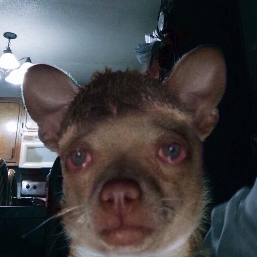 sofiaa_nunees's tweet image. 8 anos de oned e eu to como #8YearfOneDirection