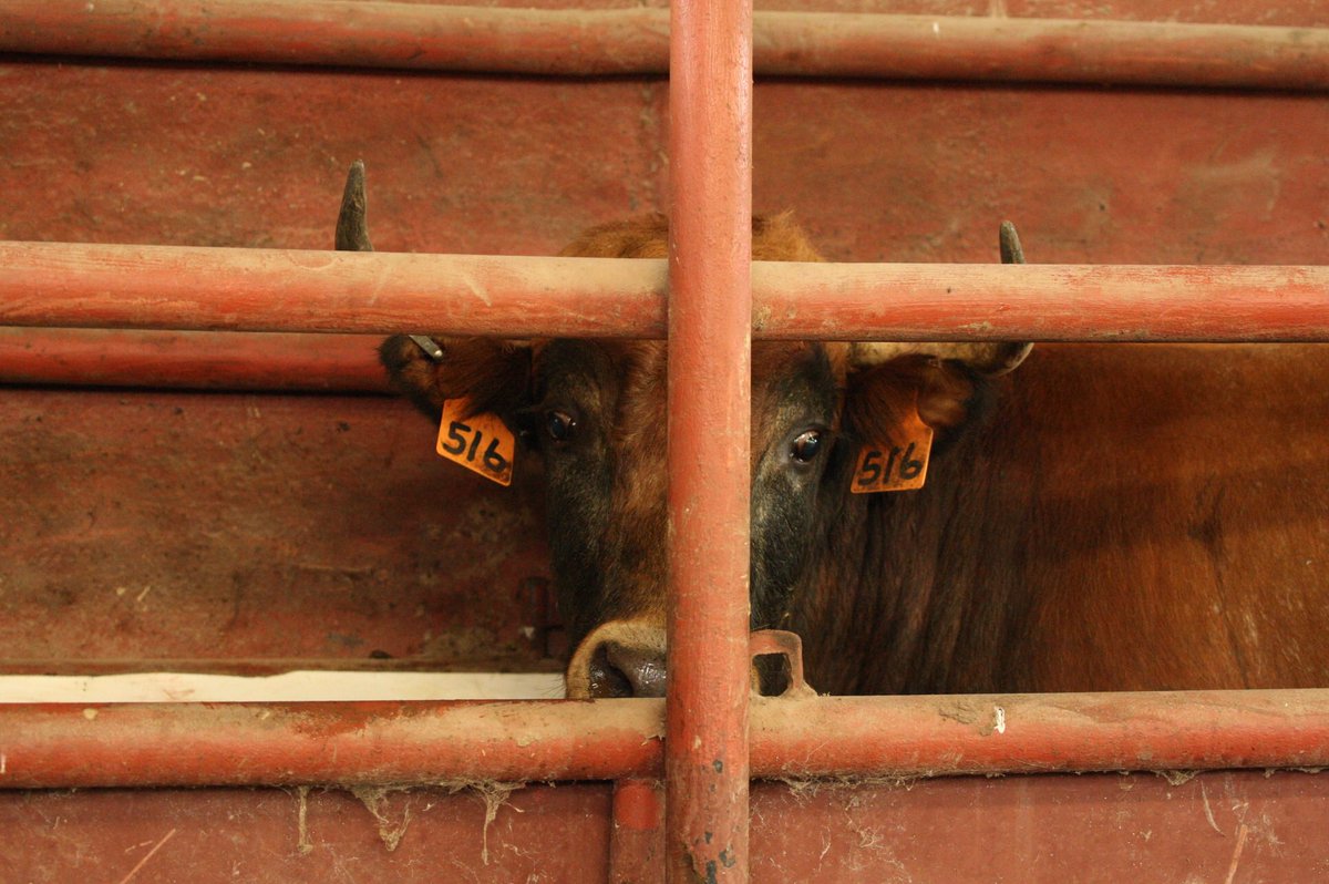 Monday have you seeing double?
~~~~~~~~~~~~~~~~~~~~~~~~~~
#lightsoutfightingbulls #mexicanfightingbulls #freestylebullfighting #bullfighting #bullfighter #torobravo #toro #bull #matador #ganaderia