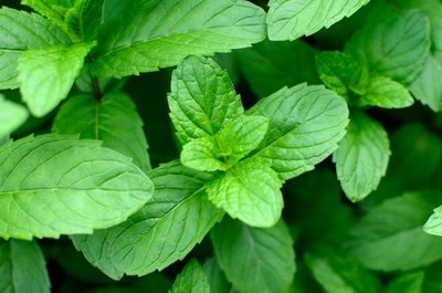 gc_guide's tweet image. News - How to grow mint plants the right way &amp;gt;&amp;gt; zpr.io/6xinZ  #gardeningtips
