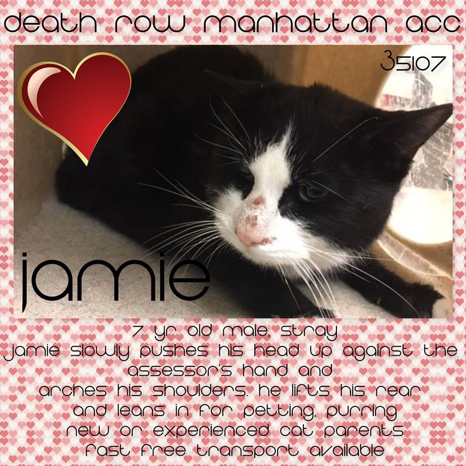 RT
TO BE KILLED 7/24/18
facebook.com/mlcsavingnycca…