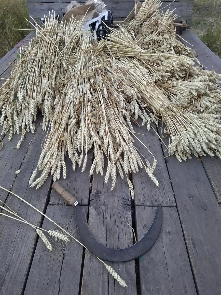 Plenty Maris Widgeon sheaved and in shed <a href="/waterlanderman/">Waterland Organics</a> <a href="/CamCropShare/">Cambridge CropShare</a> #harvest18 (old skool)