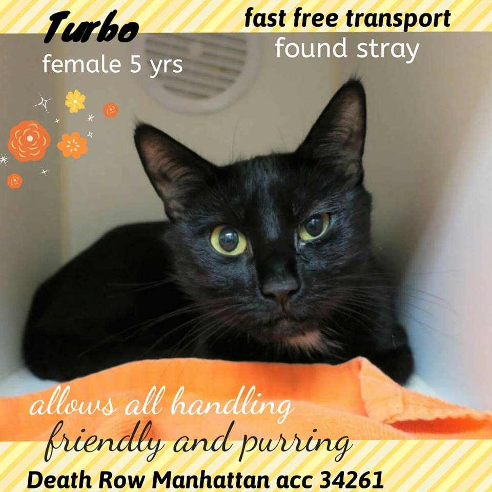 RT
TO BE KILLED 7/24/18
facebook.com/mlcsavingnycca…