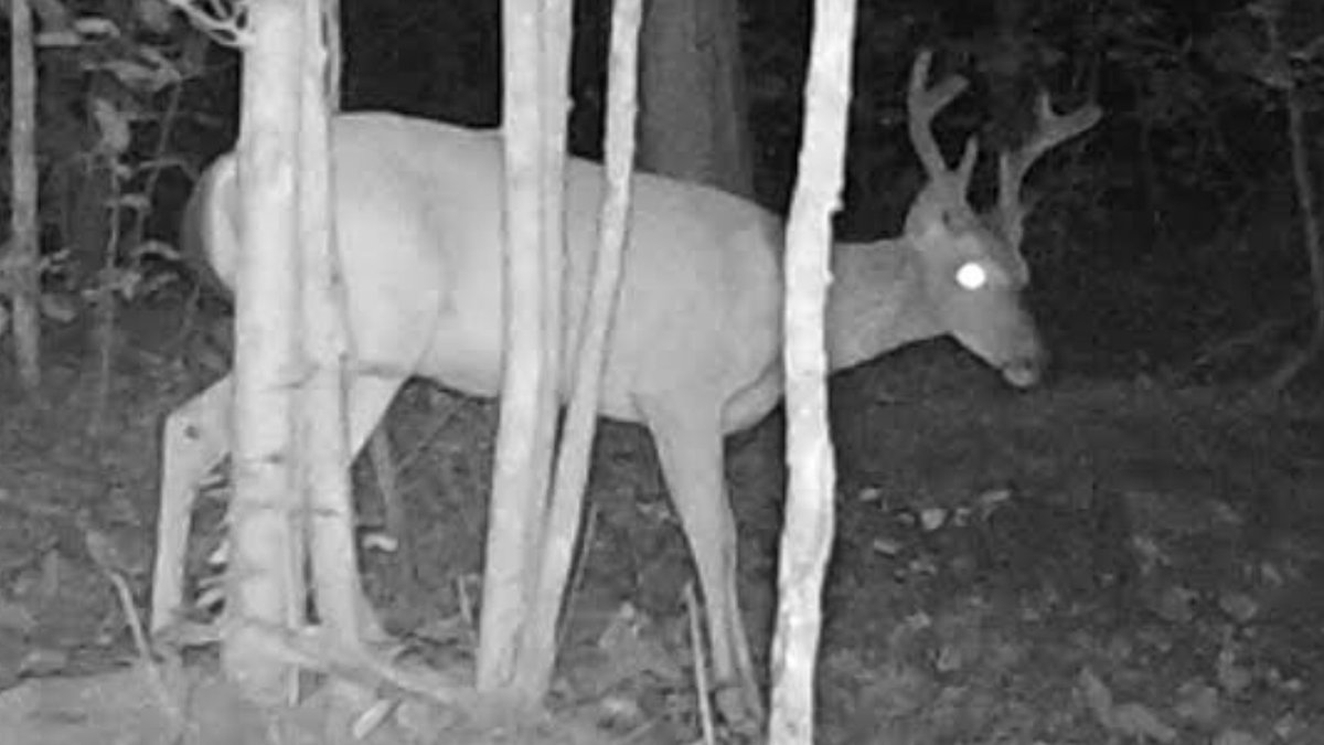 CrossbowKristy's tweet photo. #TickJr is also looking healthy & filling out nicely; he’s another of our good 3yos 🦌 that we’re watching closely. #deerhunting #bowhunter #thereisnooffseason #whitetails #shehunts #Browning #trailcams #deer #recon #whatgetsyououtdoors https://t.co/diZ4oYA5mE