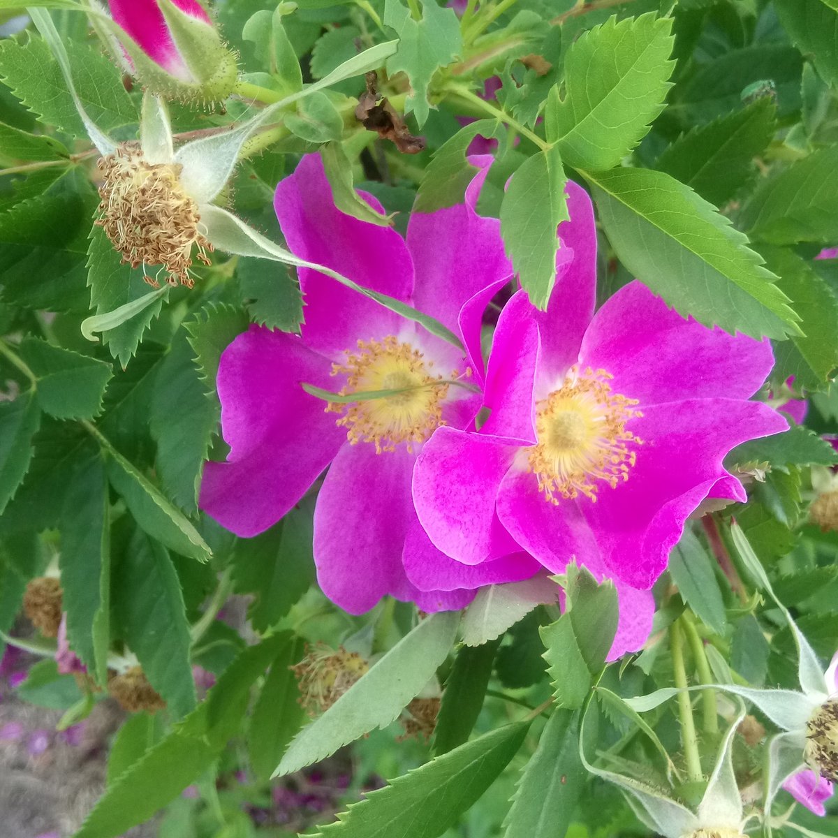 Wild roses are so beautiful at this time of year.