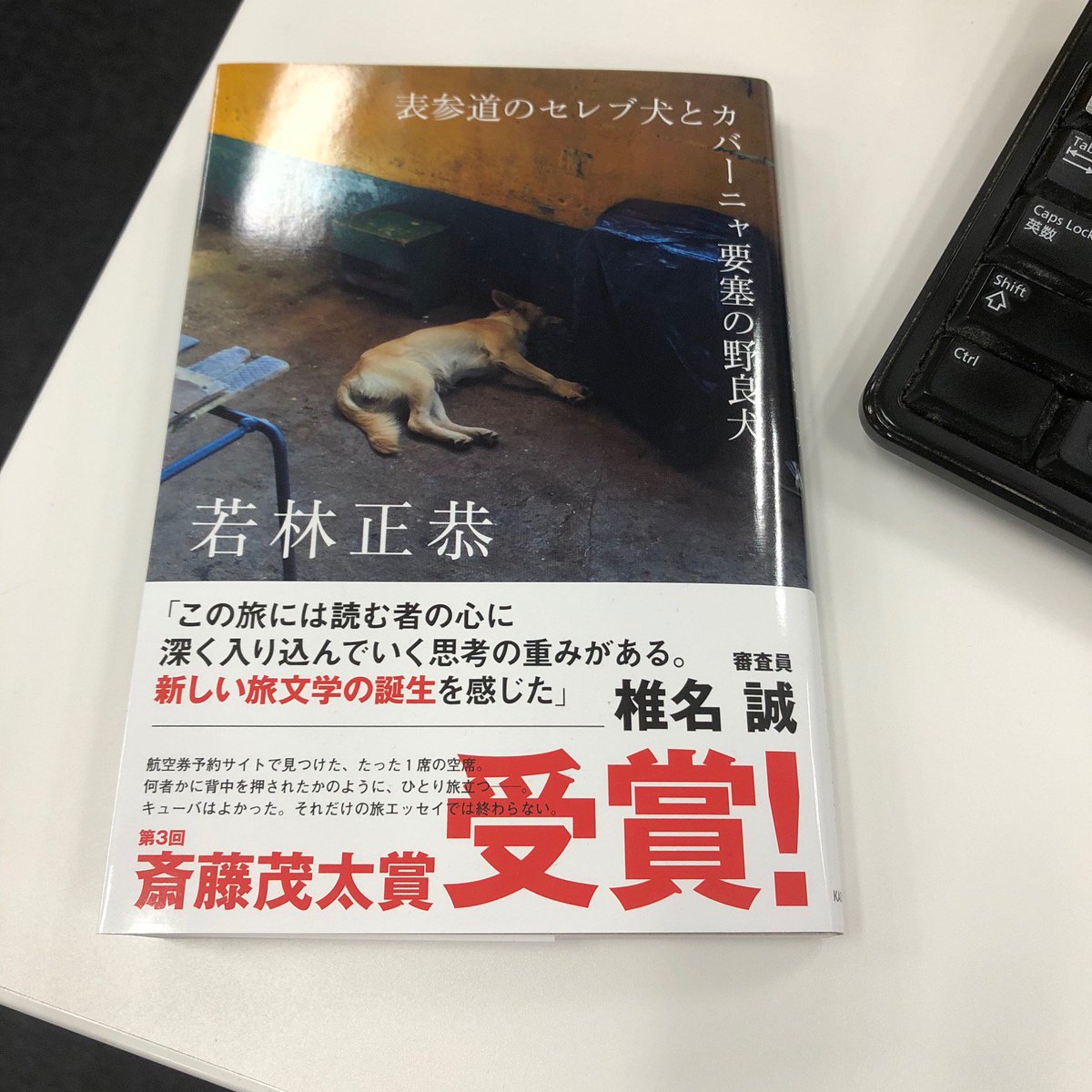 表参道のセレブ犬とカバーニャ要塞の野良犬 祝 第三回斎藤茂太賞受賞 若林正恭 表参道のセレブ犬とカバーニャ要塞の野良犬 斎藤茂太賞受賞を祝した新オビが出来ました 7月26日 木 には授賞式もありますので 書店さんであらためて展開して