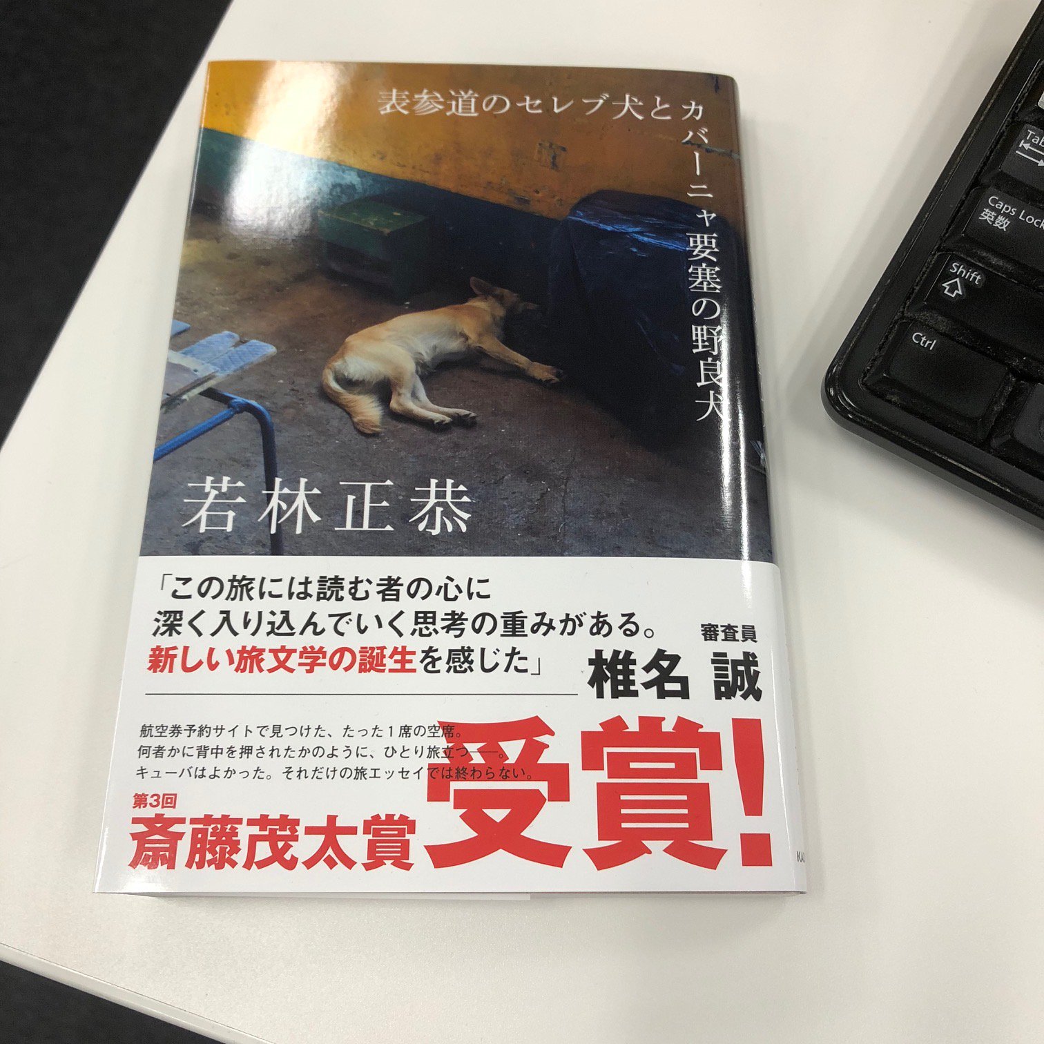 表参道のセレブ犬とカバーニャ要塞の野良犬 祝 第三回斎藤茂太賞受賞 Wakabook17 Twitter