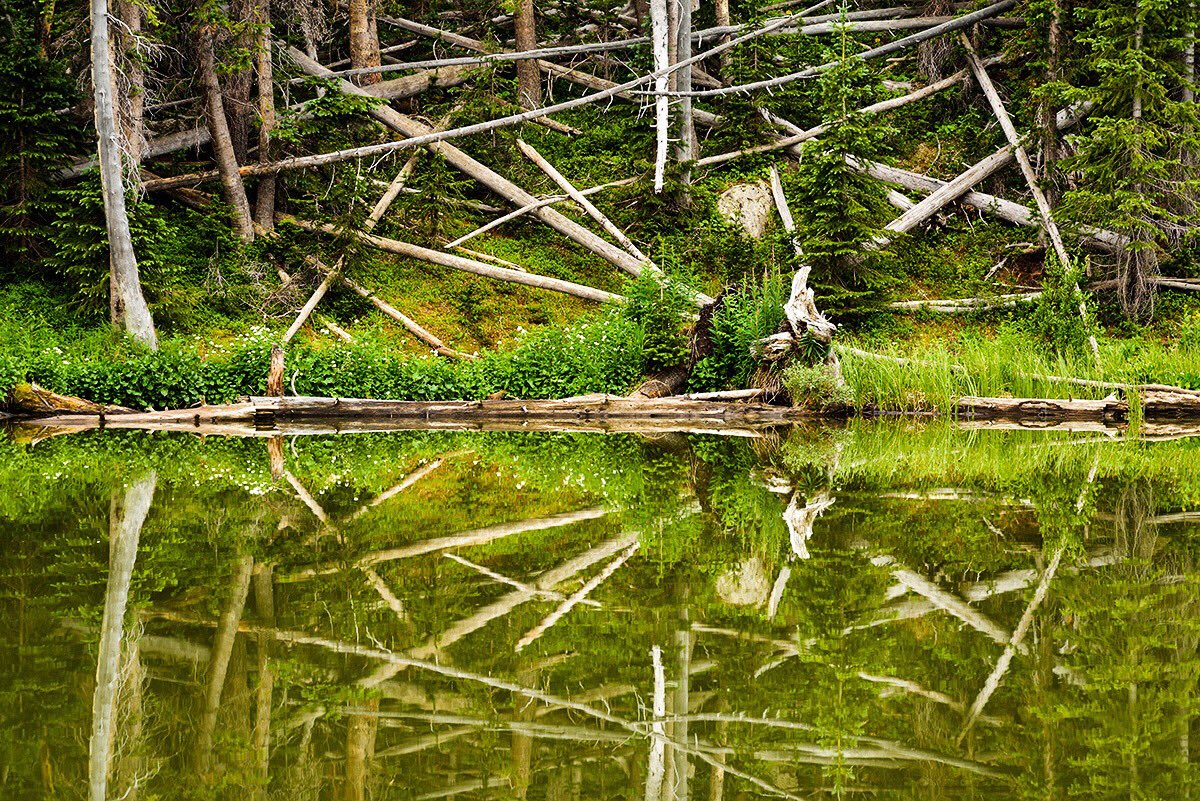 ThColoradoImage's tweet image. Random patterns found in nature create their own abstract art.