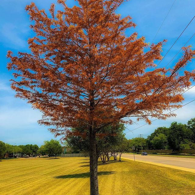 tonytewitty's tweet photo. 106 DEGREES π₯
#green #amazing #branches #specialbranch #wood #trees #instanature #life #tree #fantastic #treeporn #natureza#woods #living #treesrock #leafs #tagblender #red #instadaily #cloud #beautiful #scenery #forest #gorgeous #treescollection #ic_tr⦠https://t.co/0Xz9R21KtX https://t.co/JRVYj8Y6JI
