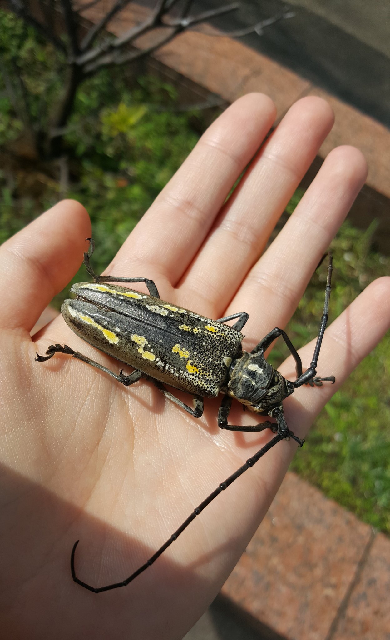 神虫からすみ オオスカシバの人 やややややっべー でっかいカミキリ虫いた 日本のやつ すごいかっこいい T Co Amxllfbs2o Twitter