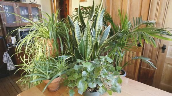 9GreenBox's tweet photo. Not A Green Thumb? 3 Types of #HouseholdPlants Anyone Can Grow https://t.co/92IFG8g6gS https://t.co/mBtcKCvtnP