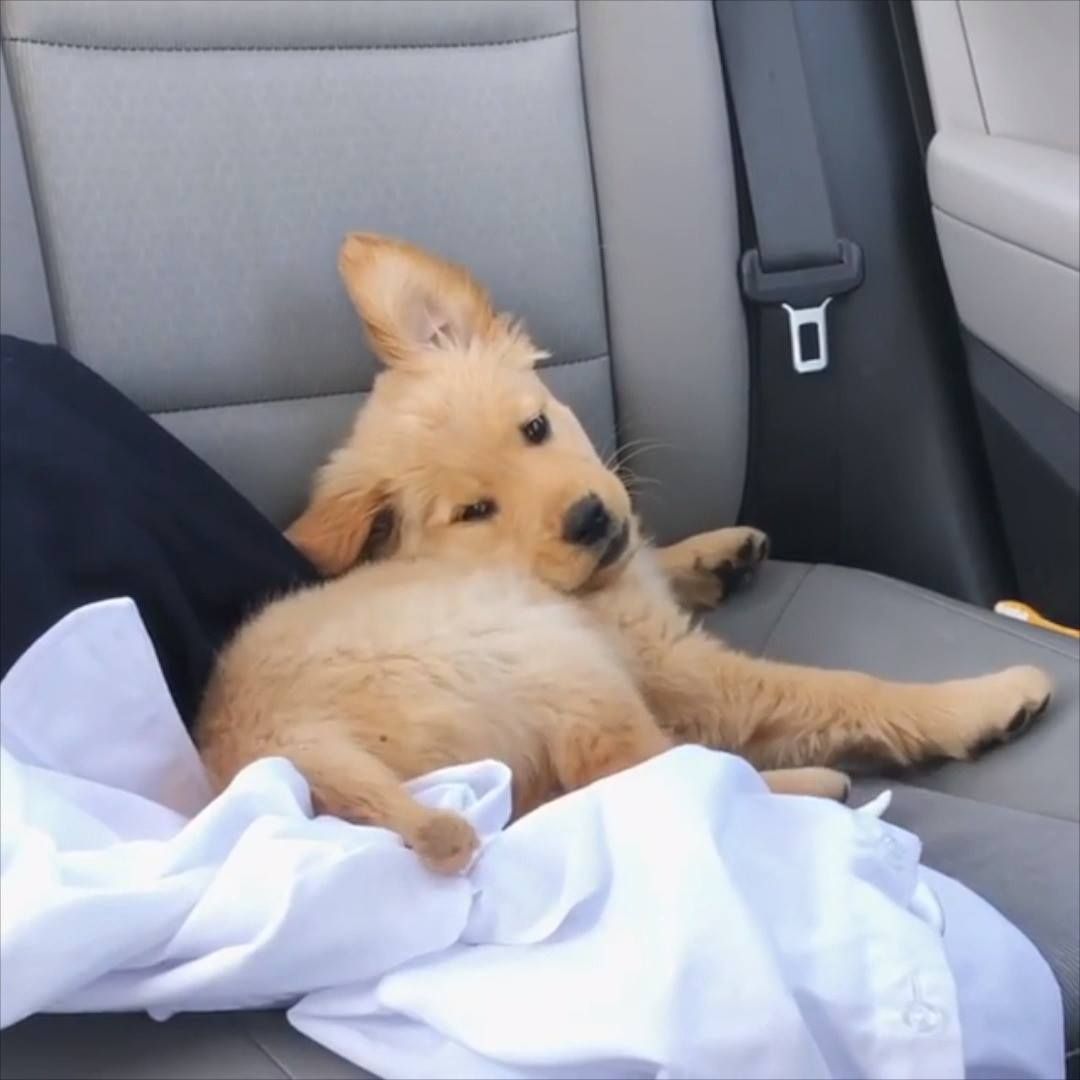 PoocheoStore's tweet photo. This puppy being confused by his tail is the most precious thing you will see today 😍 https://t.co/ZiNquIvVSj https://t.co/LT46ZuUXEI