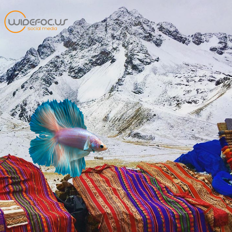 WideFocusCo's tweet photo. Hint #4: On his vacation, Pluto might shop for gold rings and textiles. #WhereisPluto? https://t.co/YOT71UAB4j