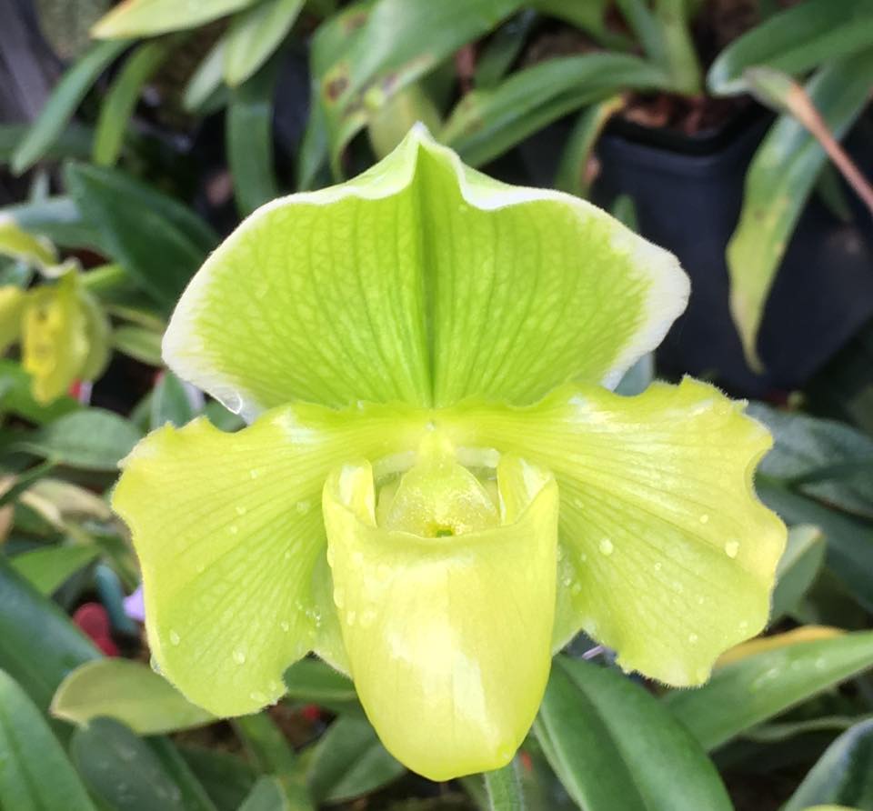 OdMorchid's tweet photo. #Paphiopedilum Carmen Lussier
#Orchidée d'un membre OdM/ OdM member #orchid
#Photo #Pic #flower #fleur #mtl #qc https://t.co/SyB8ApAw7S