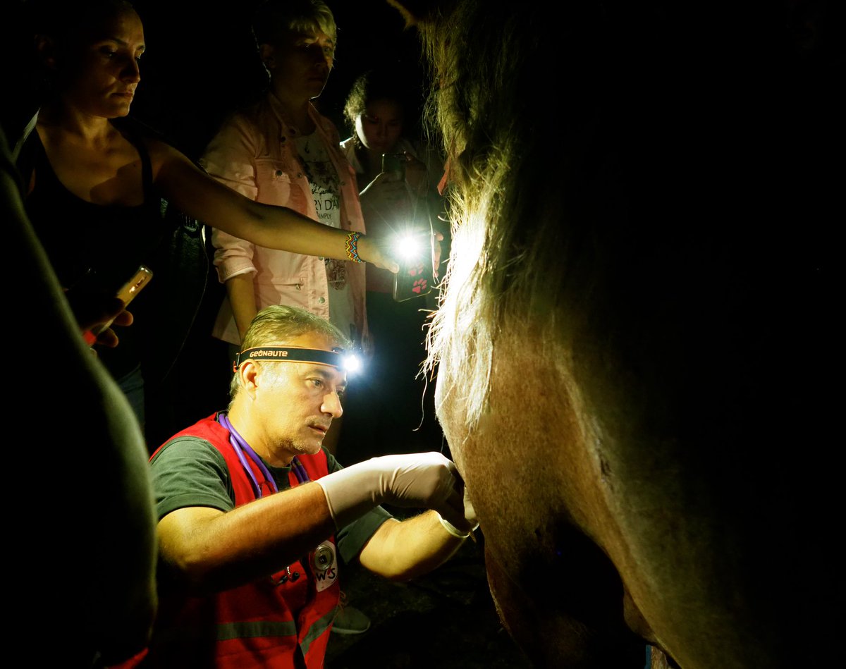 fourpawsAU's tweet image. #Horse Rescue: Romania. FOUR PAWS &amp;amp; Save the Horses Romania raced to 2 horses who had multiple wounds after being hit by a car. #Thankfully, the animals are stabilised &amp;amp; remain in our care until they are recover. Help us rescue more animals today! bit.ly/2uI6g5w