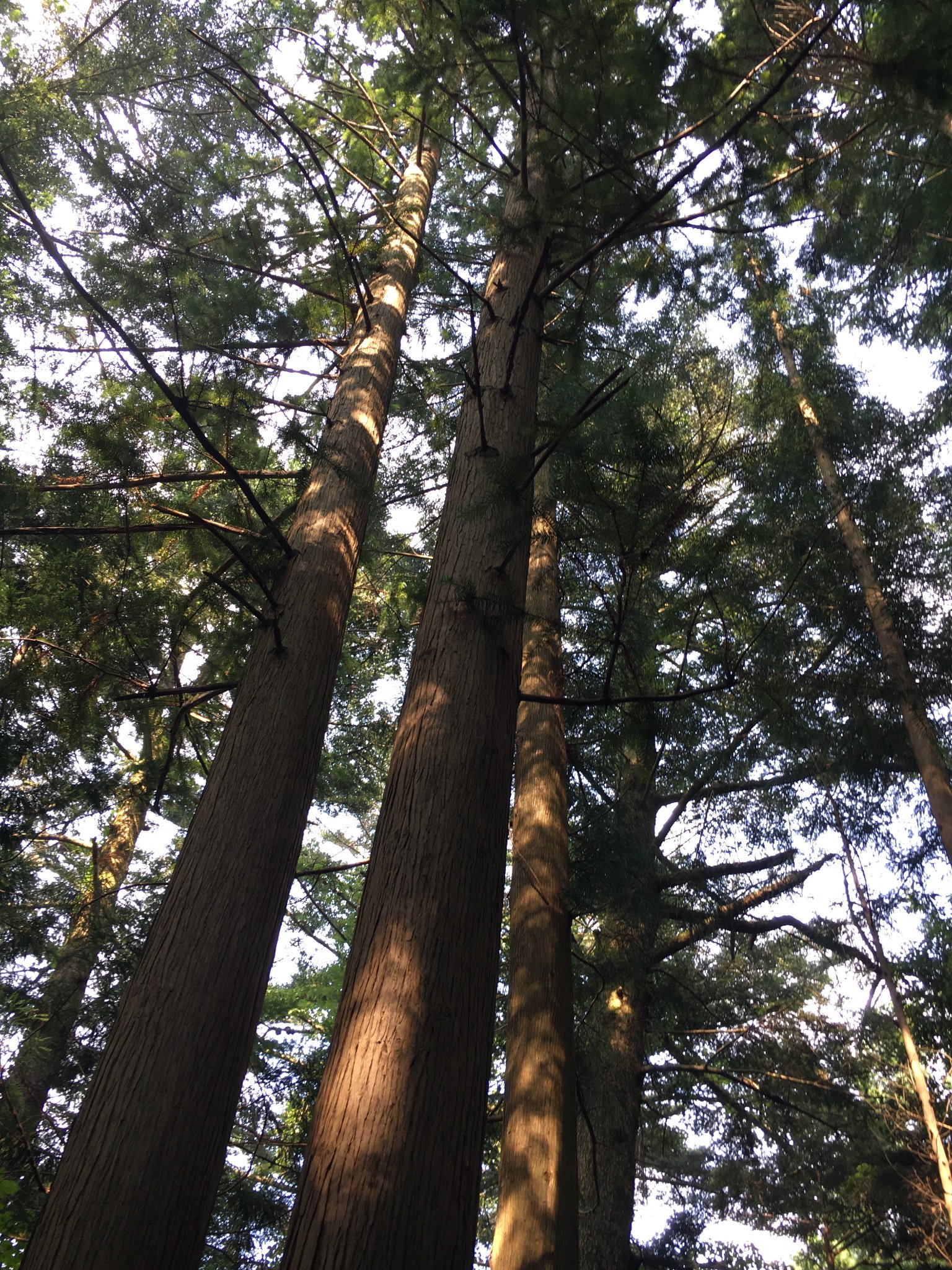 林業女子会 京都 早生樹 成長が早い木 としてこれから流行るであろうコウヨウザン T Co K2y1jwt1mh Twitter