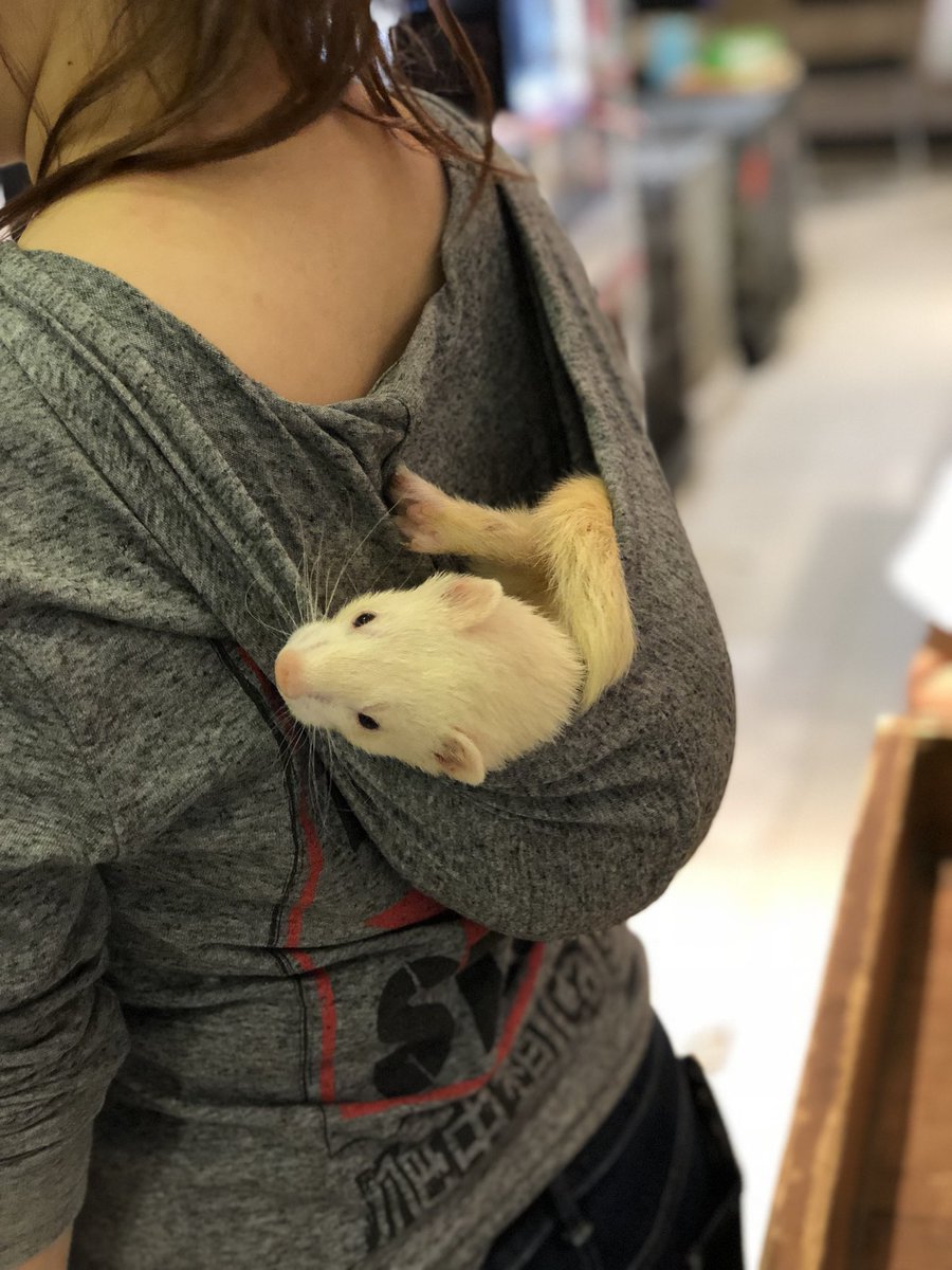 小動物カフェ Rock Star 朝から店員のフードの中でサボり中のフェレット もちろんからし君です ロックスター Rockstar 爬虫類 難波 ミナミ フェレット うさぎ チンチラ ハムスター ハリネズミ フクロモモンガ オタロード 小動物 カフェ 小動物カフェ Rock Star 朝から店員のフードの中でサボり中のフェレット もちろんからし君です ロックスター Rockstar 爬虫類 難波 ミナミ フェレット うさぎ チンチラ ハムスター ハリネズミ フクロモモンガ オタロード 小動物 カフェ