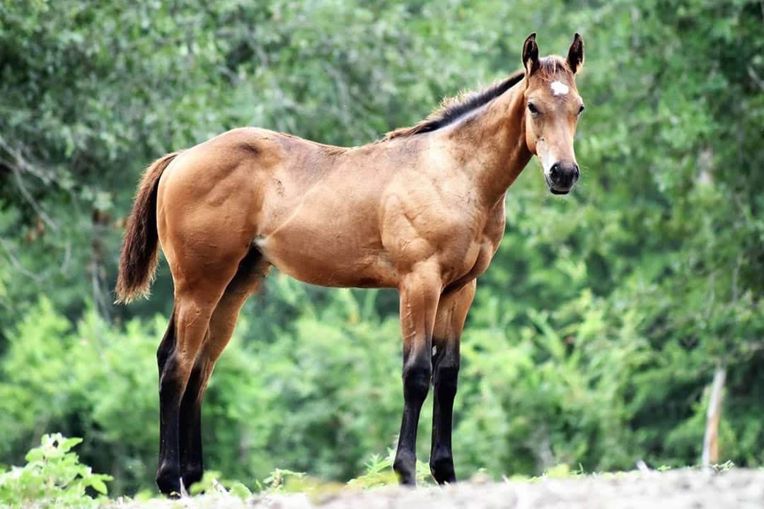 ECJETONE's tweet photo. I can stop admiring this one, he is just 3 1/2 months, he is impressive, just like his Daddy, perfect conformation, great size,Bay Colt DOB 03/12/18, #ECJETONE X EC Queen (Corona Cartel X First Place Queen)#ECJETINE the future #1 Sire in the Industry. https://t.co/XLeecHvdrt