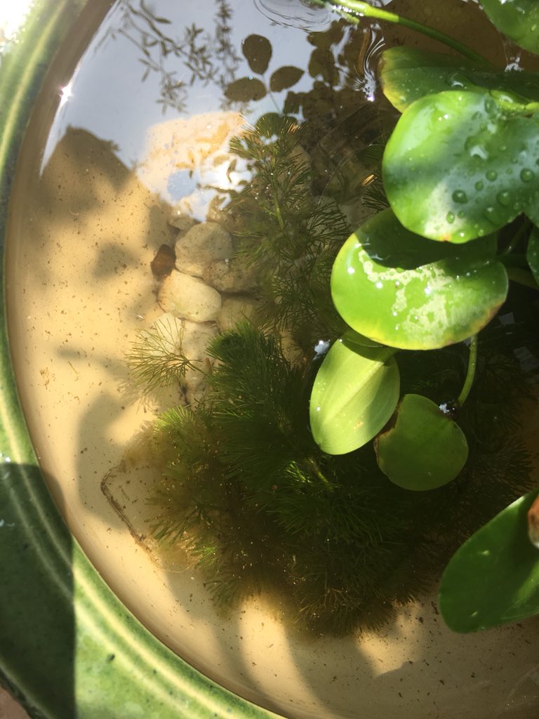 メダカ日記 メダカ日記