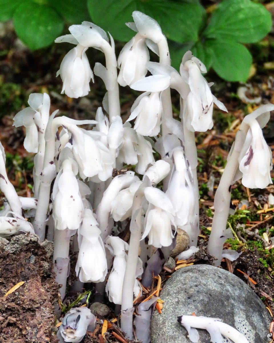 pnwkate's tweet photo. Green tunnels, grizzly bear poop ten metres from my tent, Indian pipe flowers and tall trees - wonderful #bcroadtrip in #northernbc and no bears safety was jeopardized by my photography! #explorebc #bearaware #savebcbears #ilovebc #grizzlybearpoop #canada https://t.co/wavnVQr3Qq
