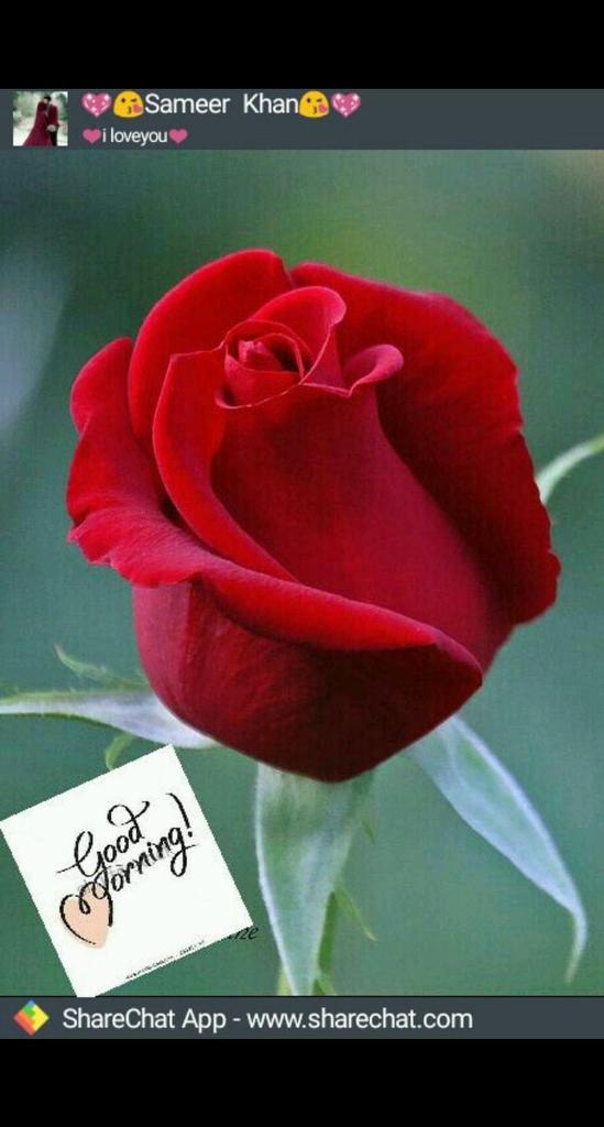 Farmaan Miyan Good Morning All Indians Gyes Farmaan Miyan Good Morning All Indians Gyes