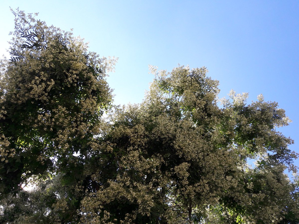In de Broersveld #Schiedam bloeien de honingbomen geweldig mooi en het zoemt er van bijen!