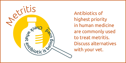 AHDB_Dairy's tweet photo. .#Metritis is a common disease in #dairy cow herds. How can you reduce your reliance on #antibiotics when treating this? https://t.co/djcxdCLwxO https://t.co/rdDwmqSo7A