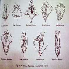 pictures of vagina shapes pictures of vagina shapes