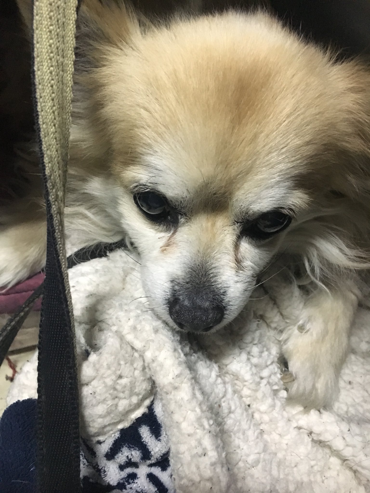 立部円 シアターom 看板犬ロン 少し前 現場終りで暑くて暑くて唸りながら寝てたら 上野氏がアイスノンをタオルにくるんでべちょ と体に引っ付けてきた これはいい ある日 ロンが同じく上野氏にアイスノンをペットシーツにくるんでもらってるのを見