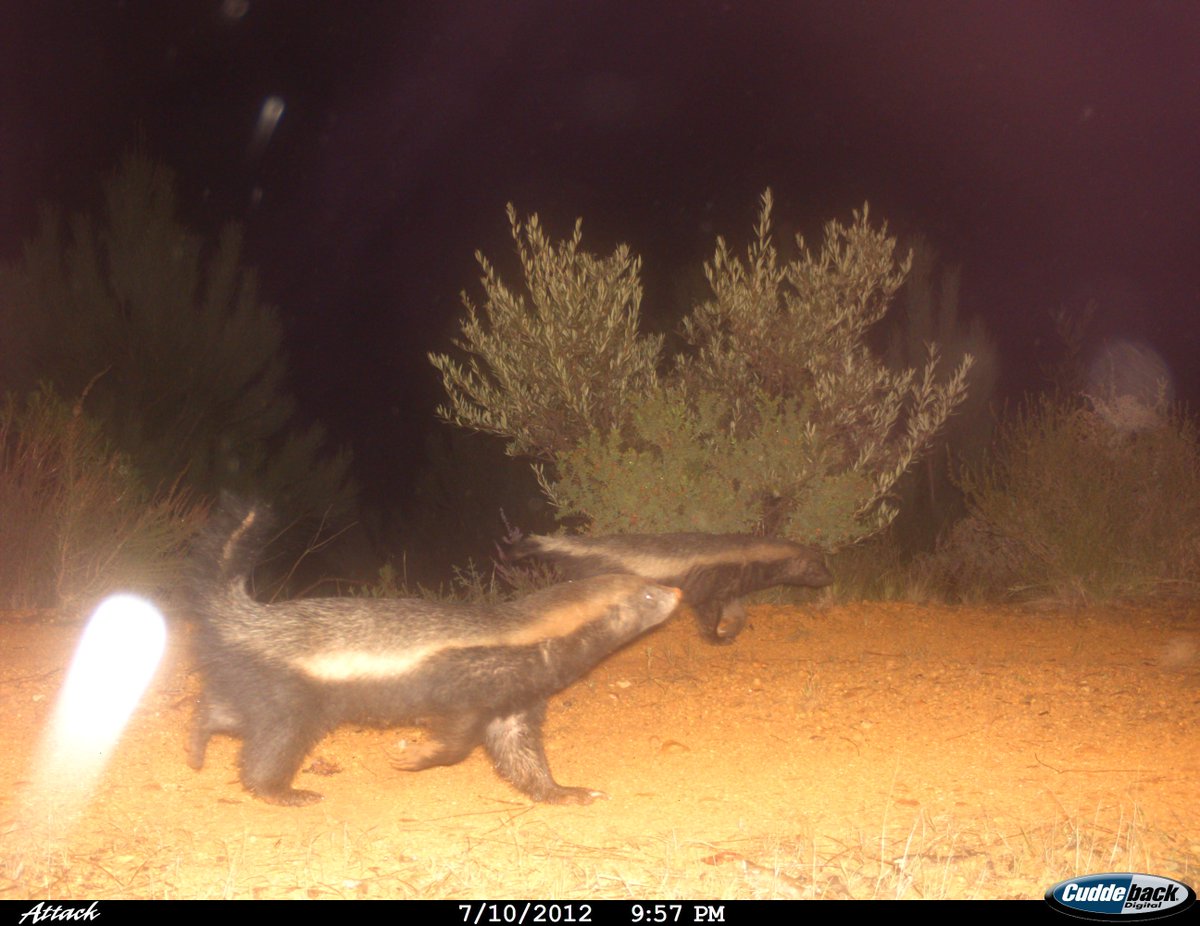 #DidYouKnow

We are blessed to have a variety of wildlife living &amp; passing through the farm on occasion! These beauties were caught on candid camera! 📸🐾

#wildlife #winterwinederland #AtoZofStellenbosch #visitStellenbosch #zevenwacht
