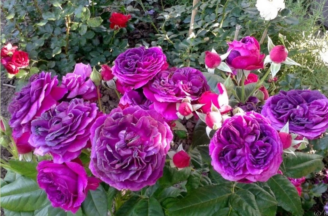 PURPLE LODGE - piesātināts tonis, spēcīga smarža, nenoliec bagātīgi pildītās ziedu galvas.