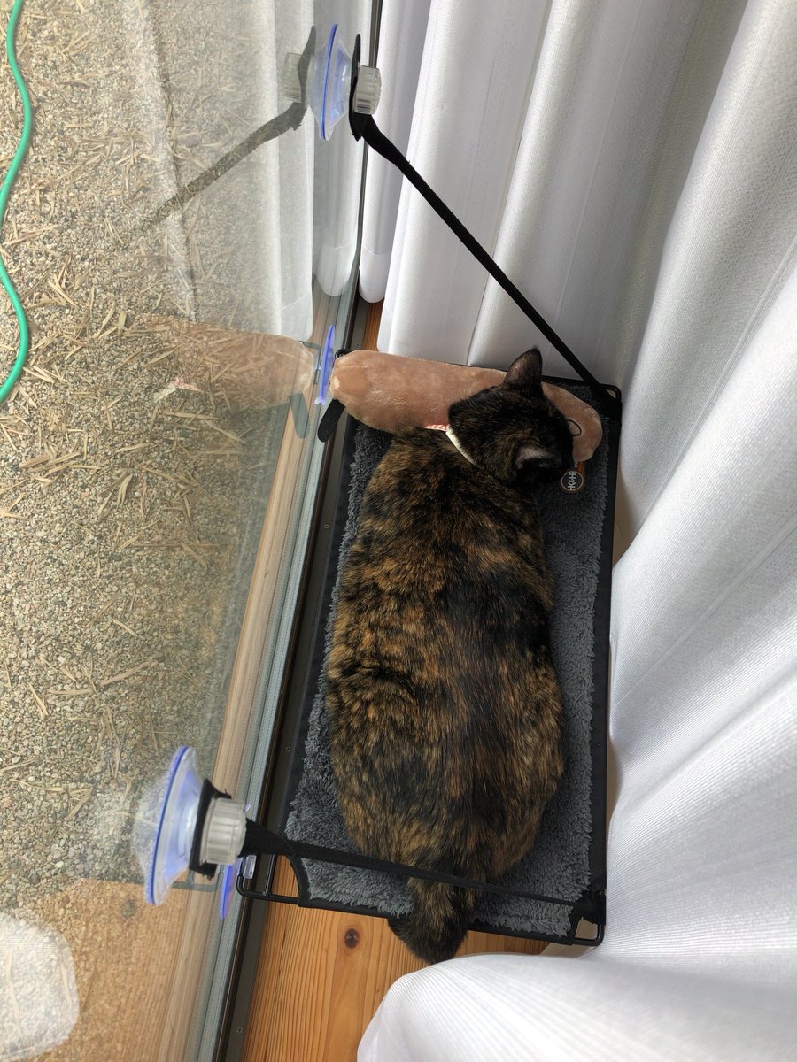 ikue0715's tweet photo. #今日のあごてん
#今日のむっちゃん
#サビ猫
あごてんは…何猫⁇
#サビ猫の魅力を知って欲しい

暑いからエアコン28度で
快適 お昼寝

私も仕事がお休みだったから
お昼寝お供させていただきます‼︎

扇風機を通してみるあごてん
#windowmount
ハンモックと違うけど
気に入ってくれた♫ https://t.co/HfCu4ajC2D