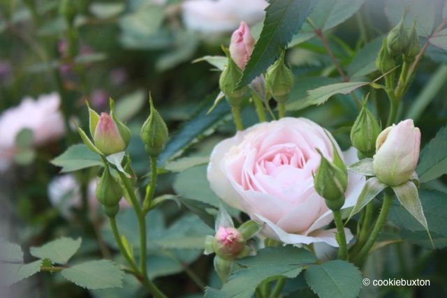 cookiebuxton's tweet photo. I've posted an article on seven sun-loving prairie perennials that you might enjoy growing in your garden. https://t.co/fUUibSxL28 https://t.co/kOQNTi1oFQ