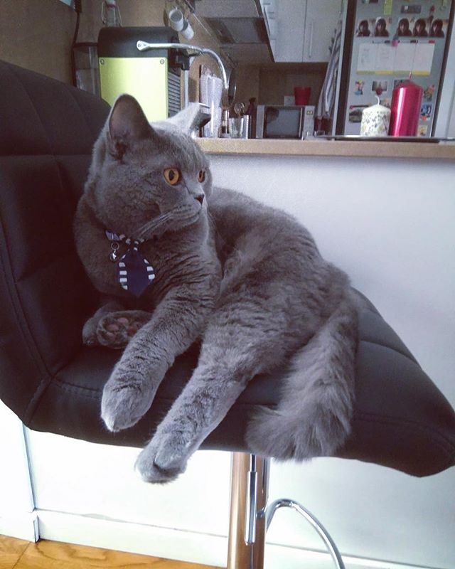 RonaldAndMarley's tweet photo. 🙄😆 Purrrfect 🛋🐱 #mypose #bestpose #ron #ronald #ronito #ronetto #paws #meow #miau #summer #july #britishlovers #britishaddicts #likes4like #followforfollowback #cats_of_instagram #catsofworld #bluebritishshorthair #catmania #catstagram https://t.co/yX1C0ibWDq https://t.co/J4rGh74KeM