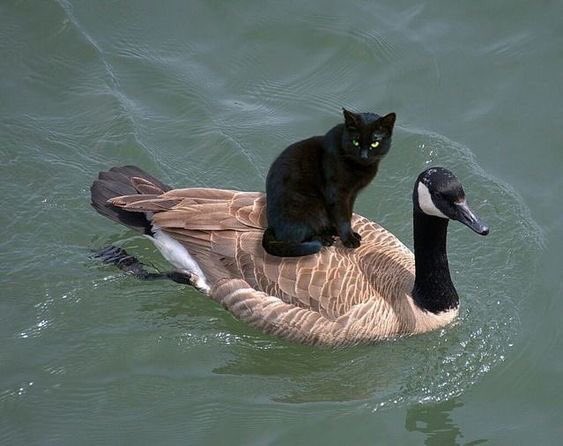 BridgettePirtle's tweet photo. #FunFakeFact: Puss ‘n Goose was a straight-to-video release by Disney rushed after the success of Homeward Bound but just lost out on a theatrical to Blank Check. https://t.co/vayy9q6LIb